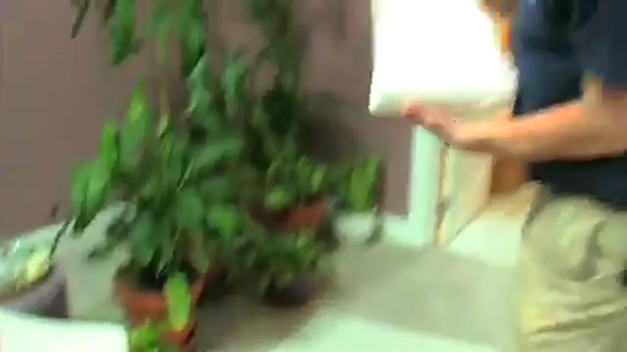 Plant mid-pack